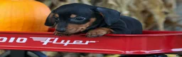 Miniature Dachshund dogs for sale:  Zack🐶 - Ad 3