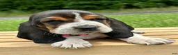 Basset Hound dogs for sale: Annabelle - Ad 8