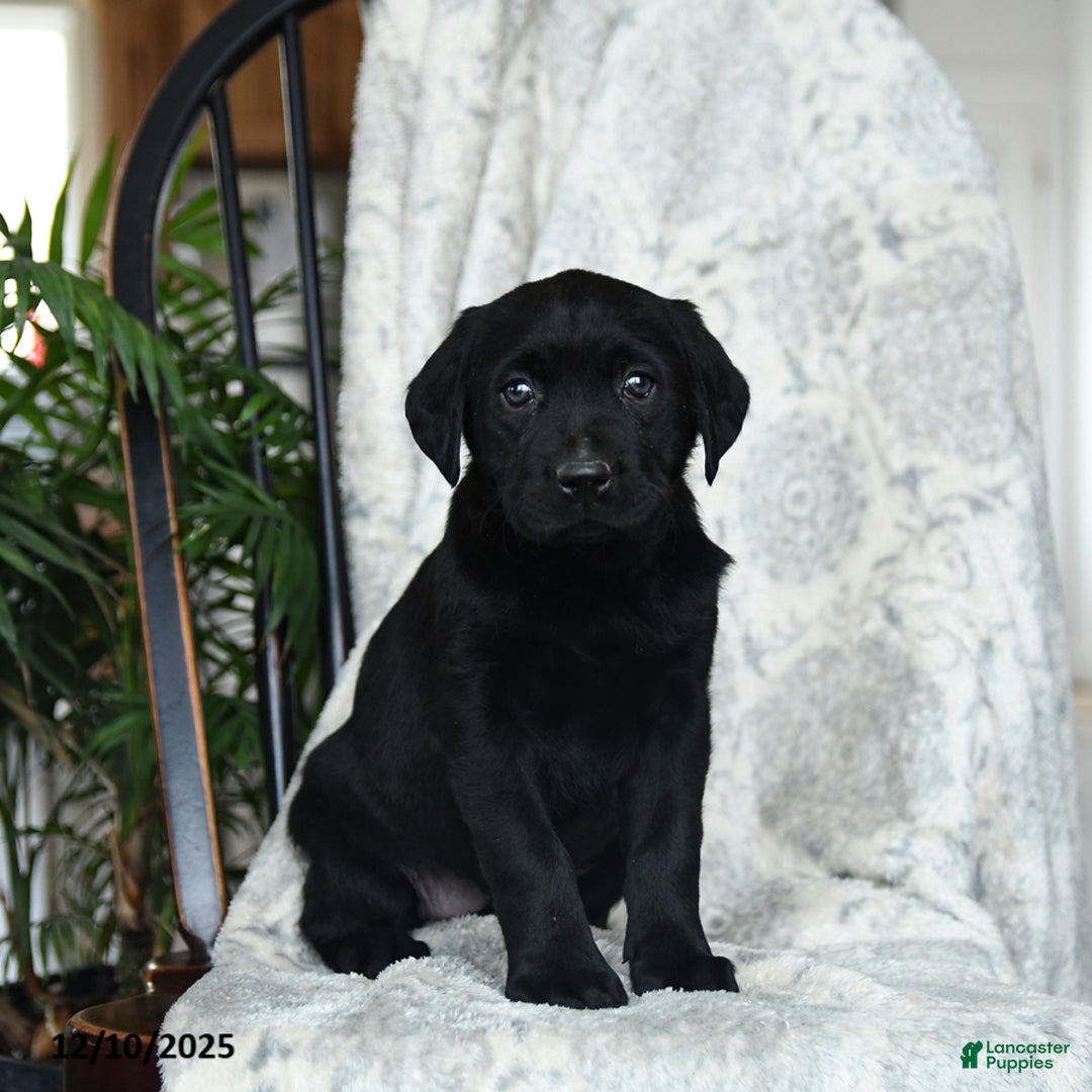 Labrador Retriever dogs for sale: Beans - Ad 3