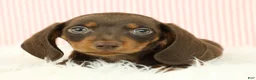 Miniature Dachshund dogs for sale: Loki 🦔 - Ad 5