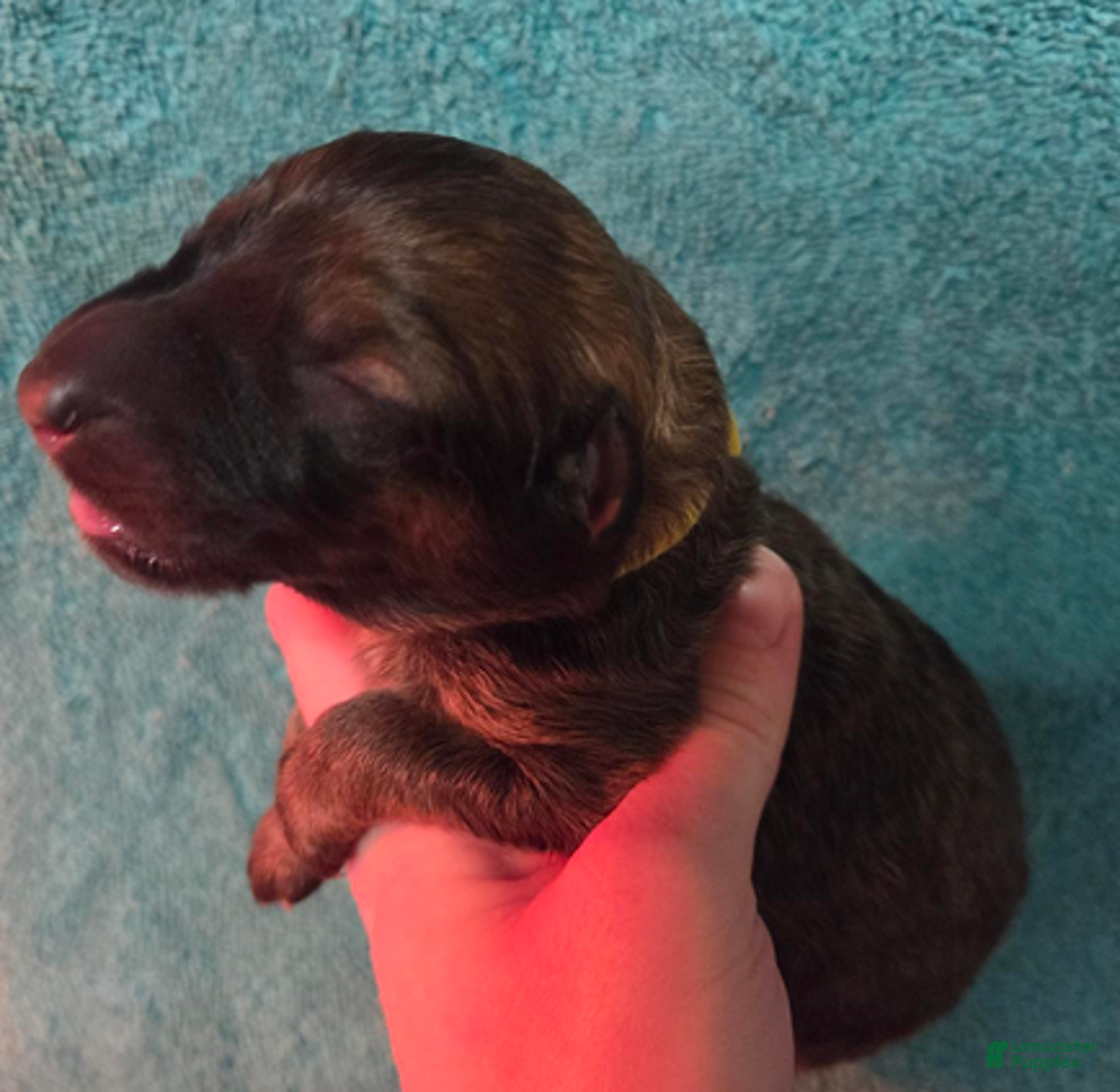 German Shepherd dogs for sale: Yellow Collar Girl - Ad 2