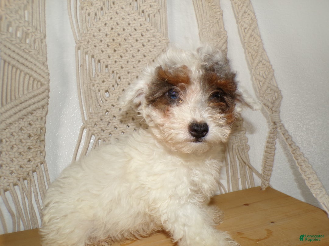 Toy Poodle dogs for sale: Toy Poodle Puppy 1 Kingson - Ad 1