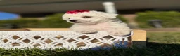 Bichpoo dogs for sale: Bella - Ad 6