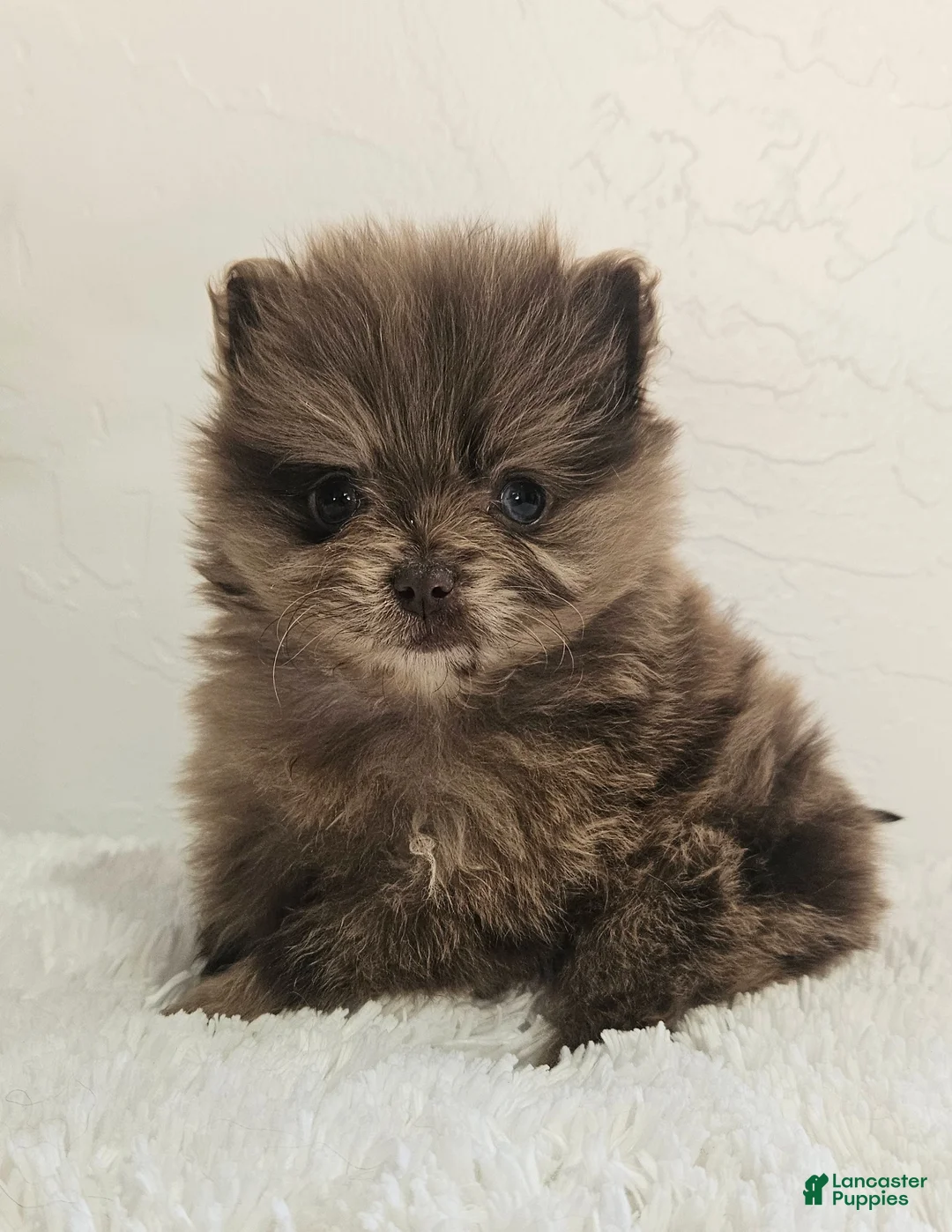 Pomeranian dogs for sale: Bella - Ad 8