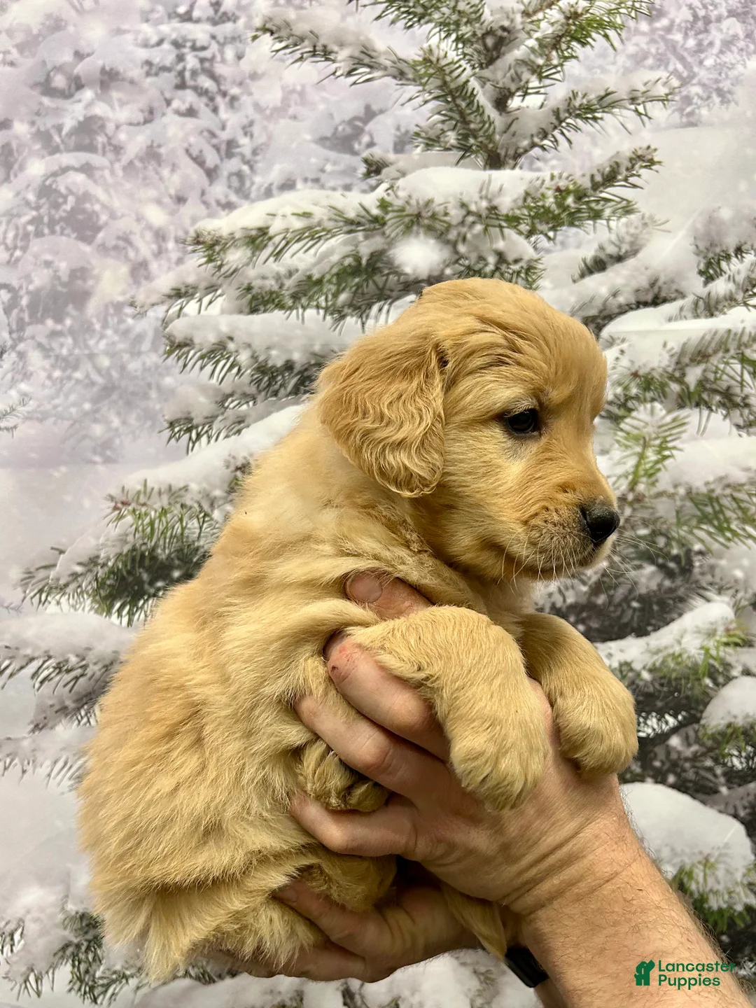 Golden Retriever dogs for sale: Honey - Ad 5