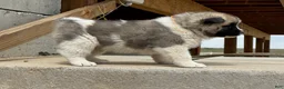 Akita dogs for sale: Tig – Male - Ad 2