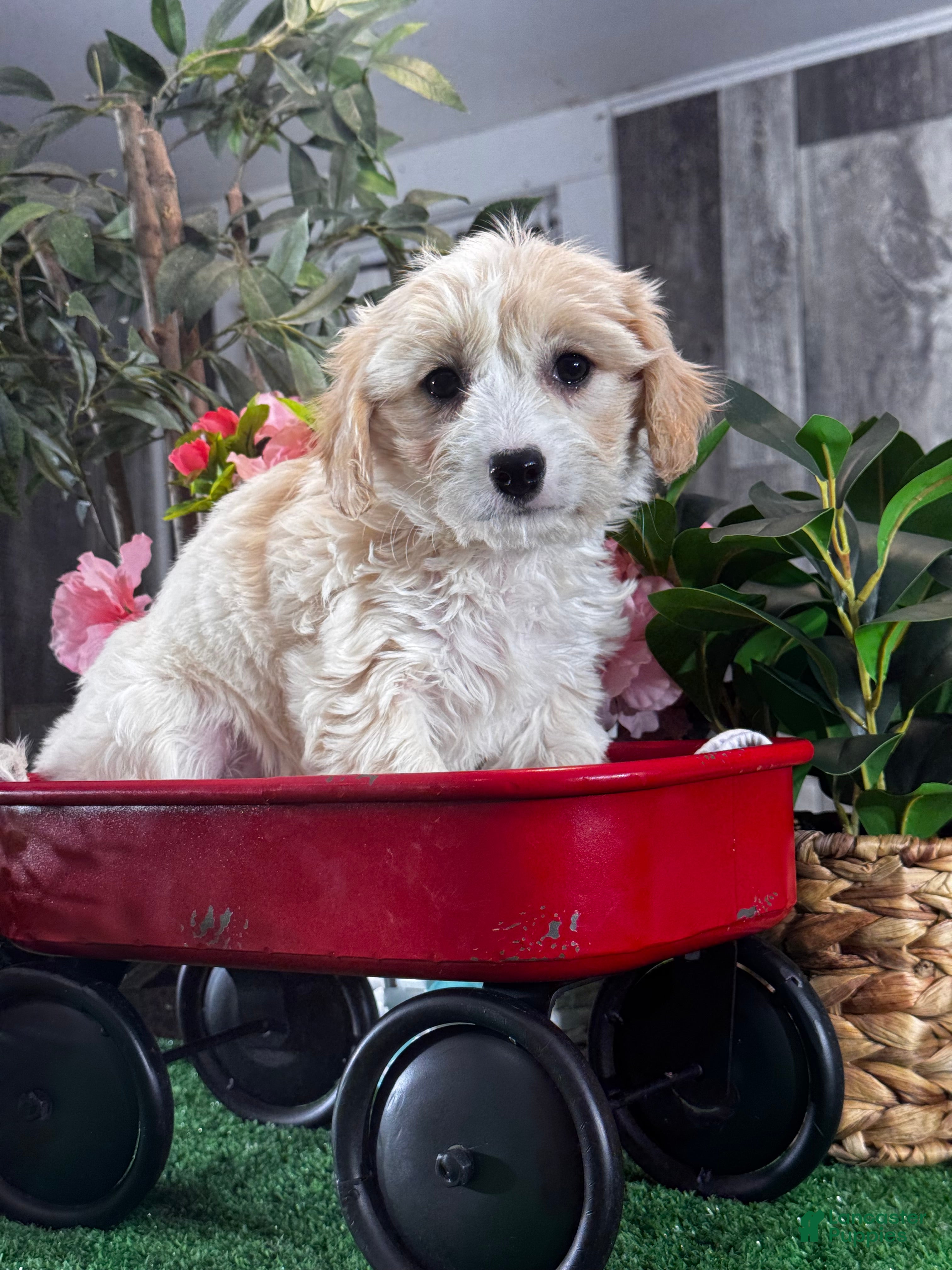 Cavachon dogs Violet  - Ad 26