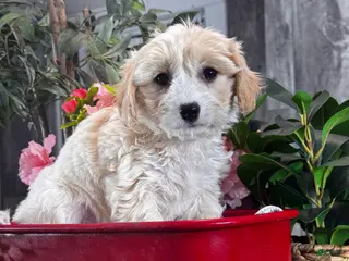 Cavachon dogs Violet - Ad 26