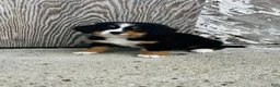 Bernese Mountain Dog dogs for sale: Vivienne - Ad 4