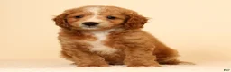 Mini Goldendoodle dogs for sale: Mason - Ad 9
