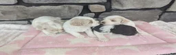 Havanese dogs for sale: Lucy - Ad 4