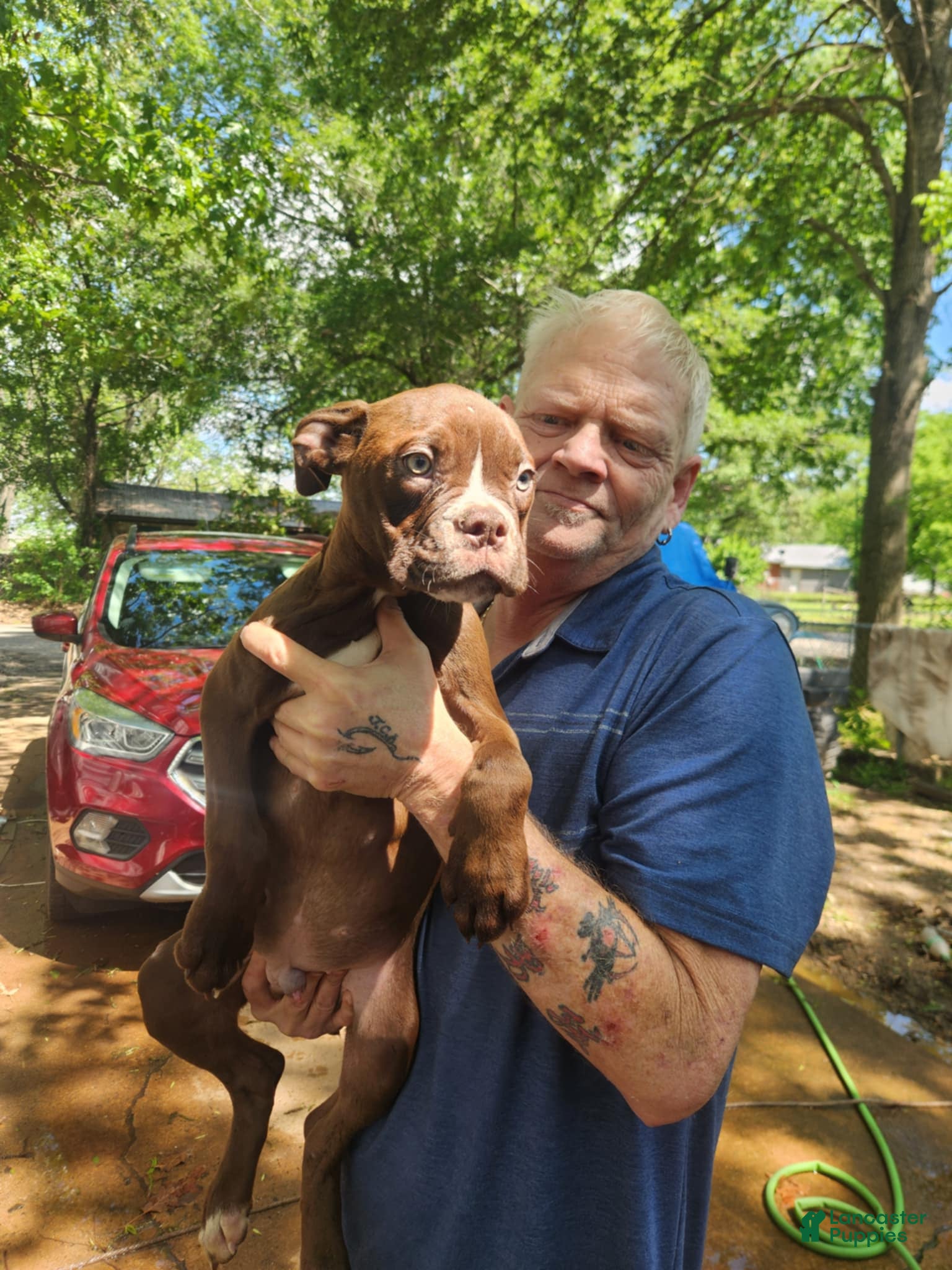 Male Alapaha Blue Blood Bulldog Puppies for sale Lancaster Puppies