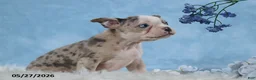 Frenchton dogs for sale: Little Boy Blue - Ad 4