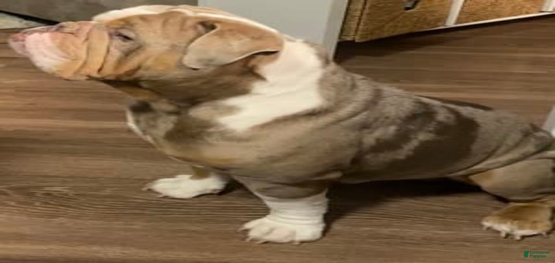 Gallery Image {{count}}