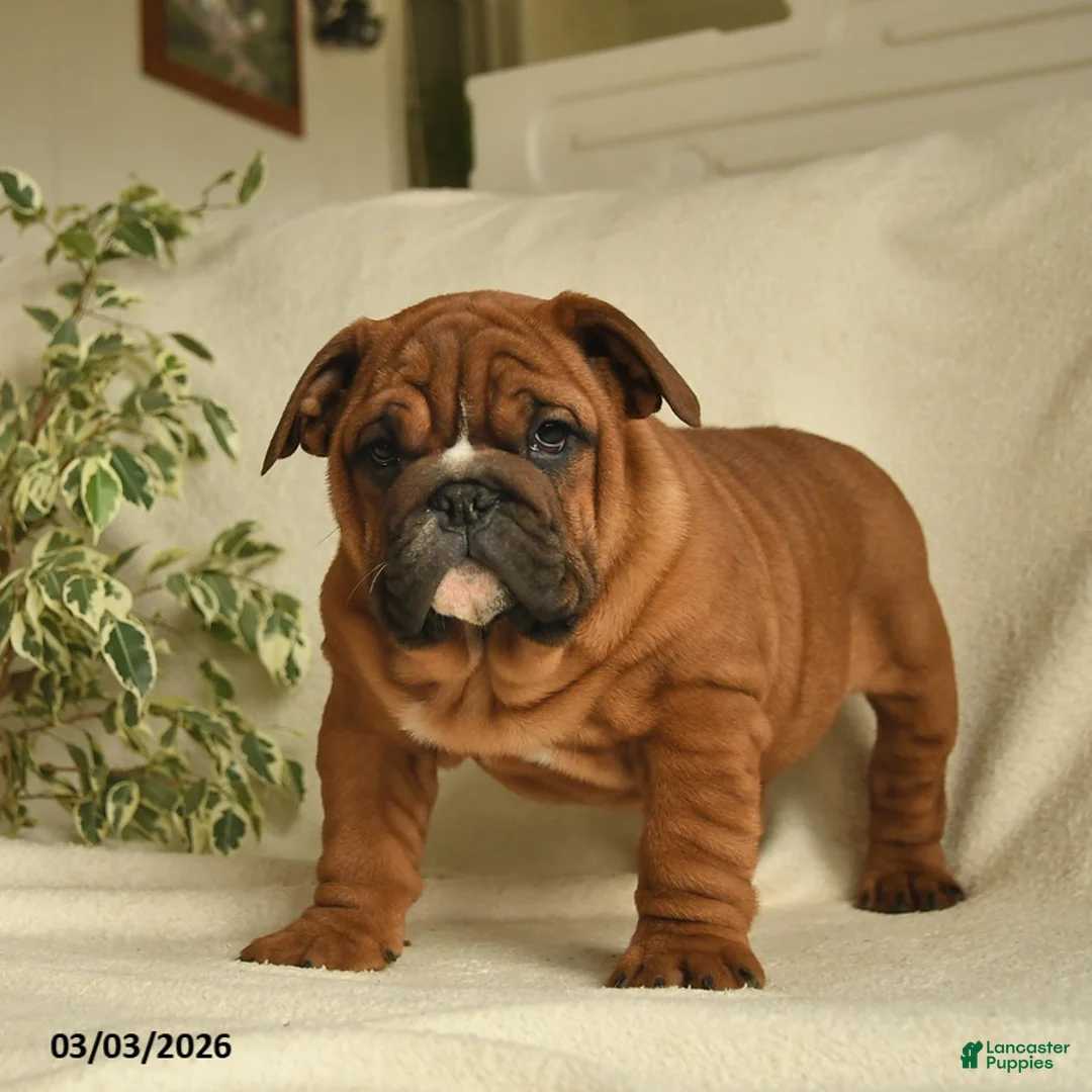 English Bulldog dogs for sale: Bria - Ad 1