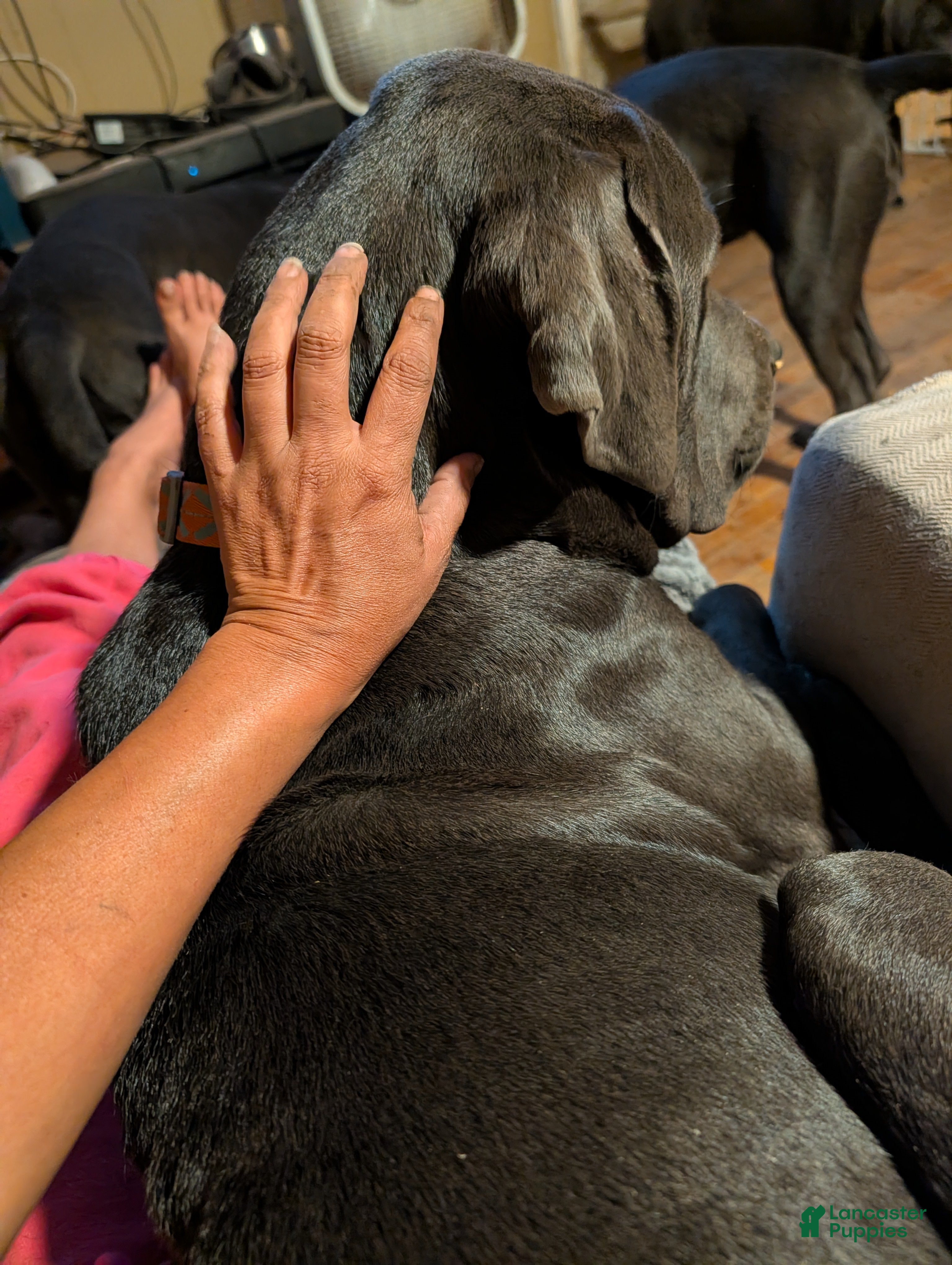 Cane Corso dogs Yellow aka Mellow Yellow - Ad 1