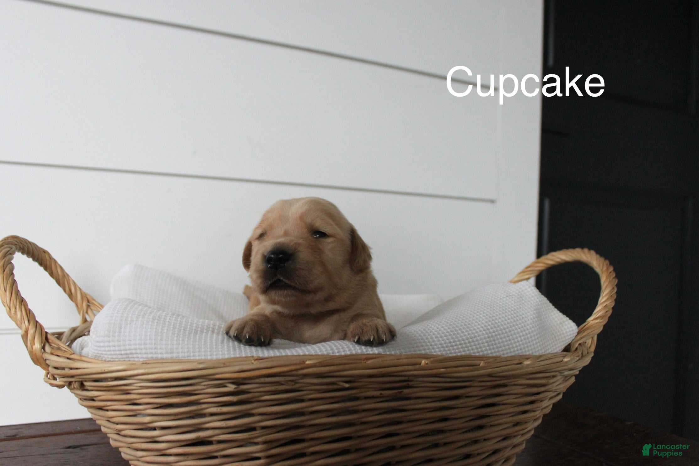 Golden Retriever dogs Cupcake  - Ad 1
