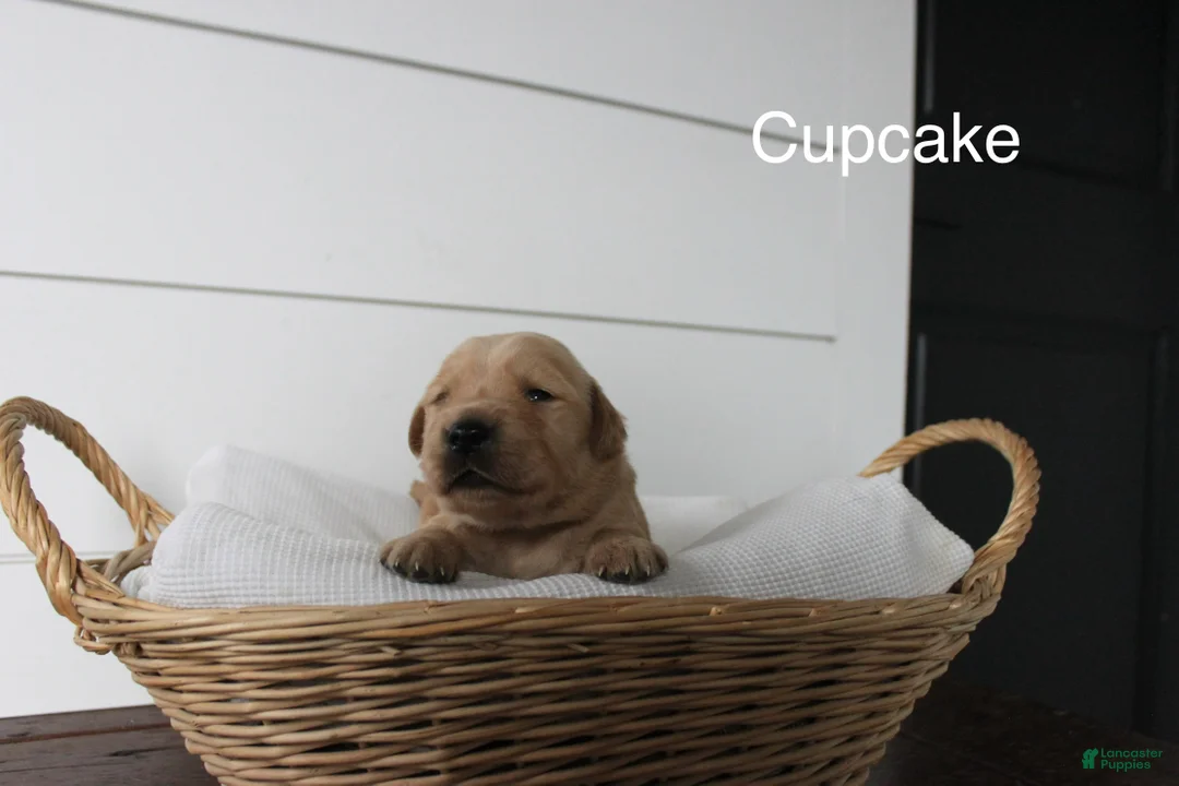 Golden Retriever dogs for sale: Cupcake  - Ad 1