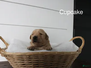 Golden Retriever dogs for sale: Cupcake - Ad 3