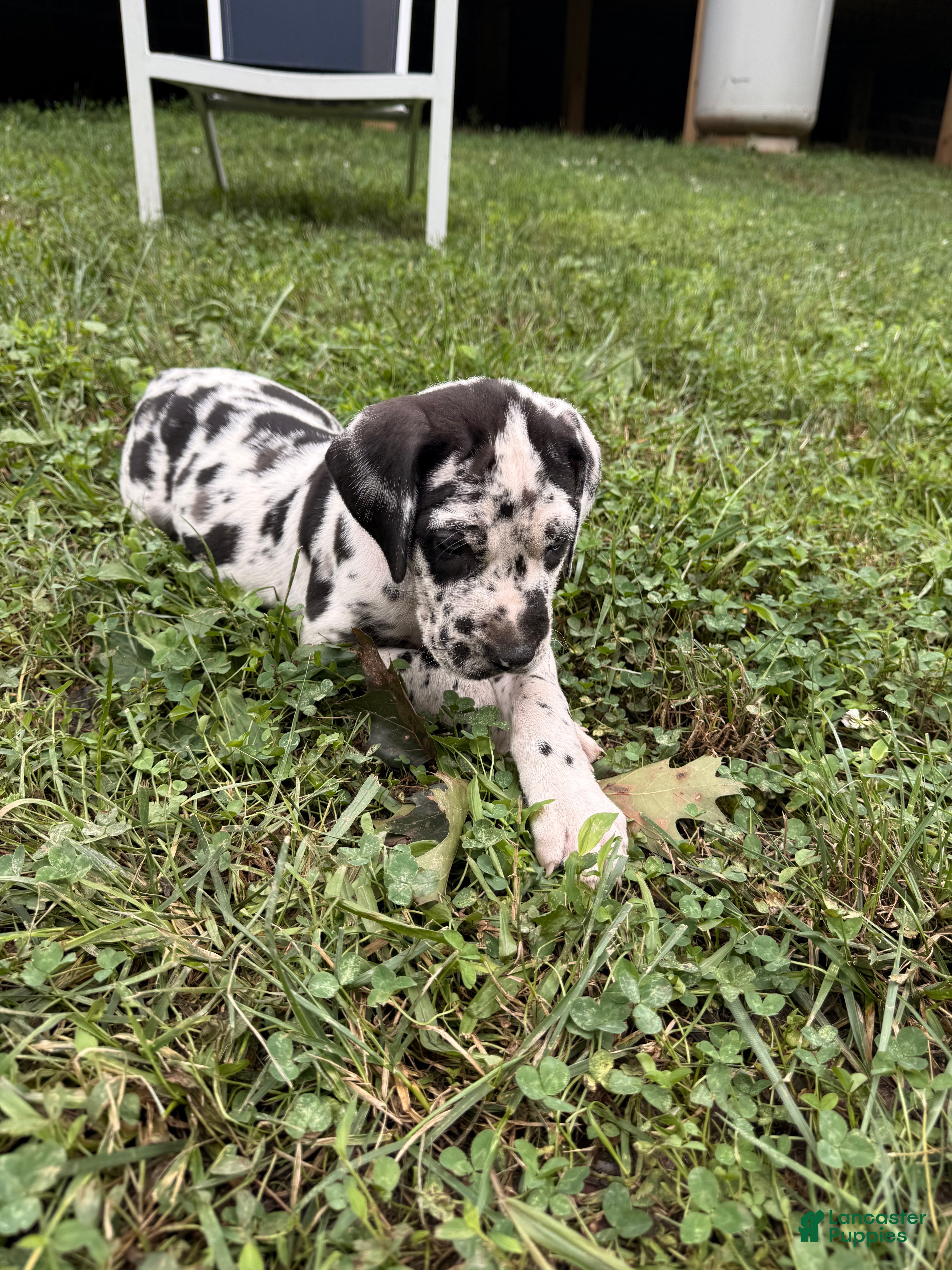 Great Dane dogs Tommy Lee - Ad 1
