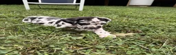 Great Dane dogs for sale: Pat Benatar - Ad 7
