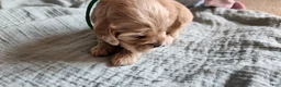 Cocker Spaniel dogs for sale: Cocker Spaniel 4 - Ad 4