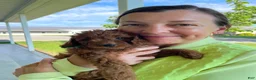 Mini Goldendoodle dogs for sale: Mr. Iris - Ad 10