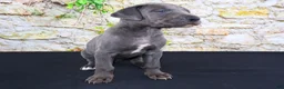 Great Dane dogs for sale: Woogie - Ad 14