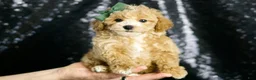 Maltipoo dogs for sale: Pancakes - Ad 2