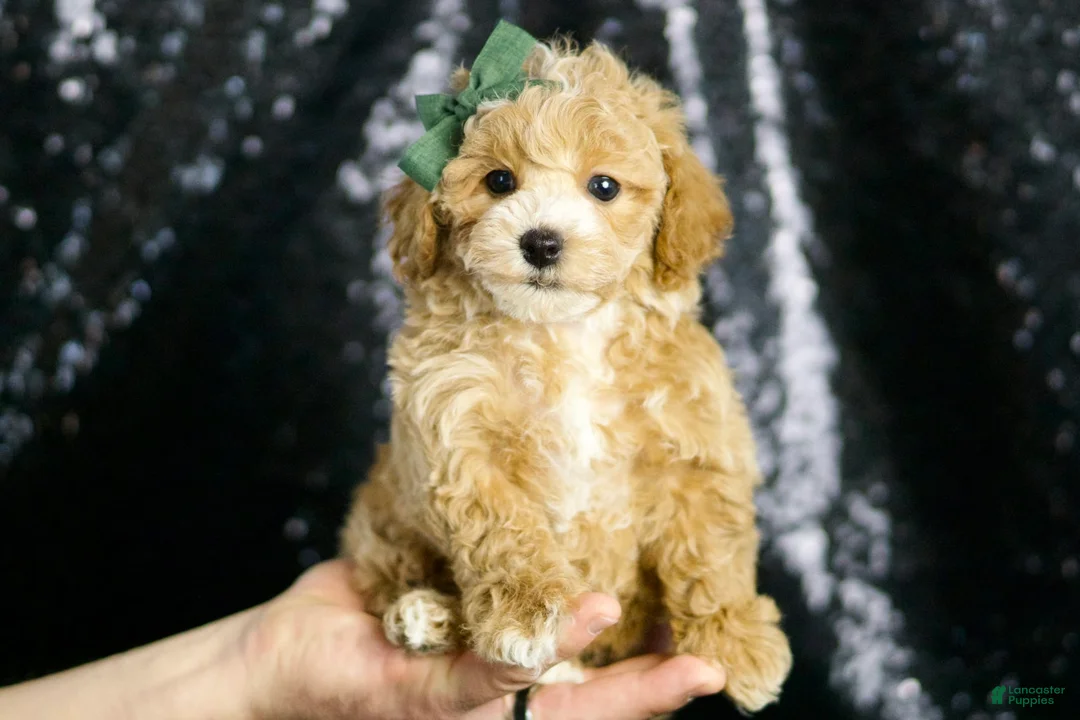 Maltipoo dogs for sale: Pancakes - Ad 2