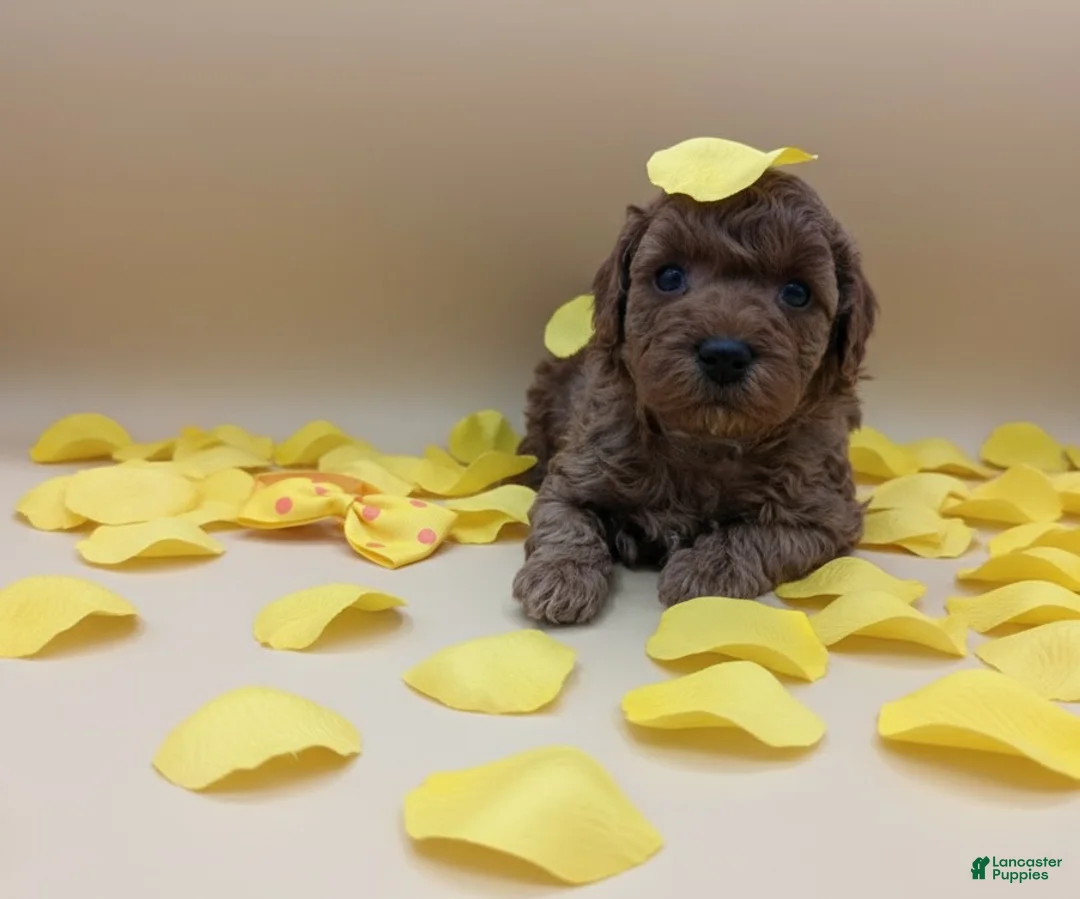 Toy Poodle dogs for sale: Toy Poodle Puppy 4 - Ad 3