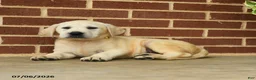 Labrador Retriever dogs for sale: Buster - Ad 4