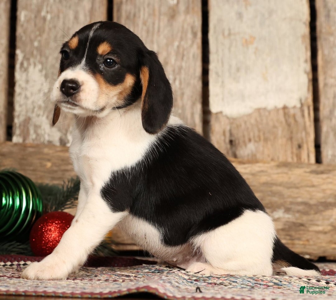 Beagle dogs for sale: Jingle Bells - Ad 5