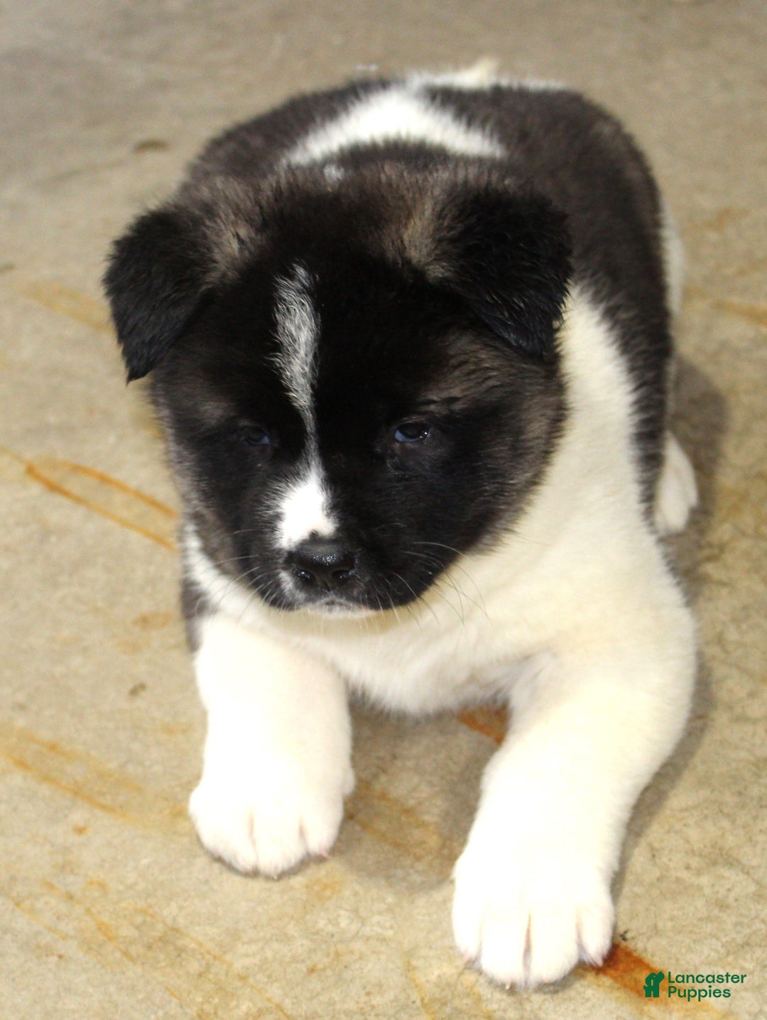 Akita dogs for sale: Dolley - Ad 1
