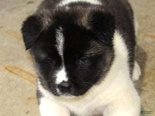Akita dogs Dolley - Ad 4