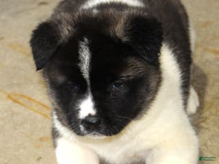Akita dogs for sale: Dolley - Ad 1