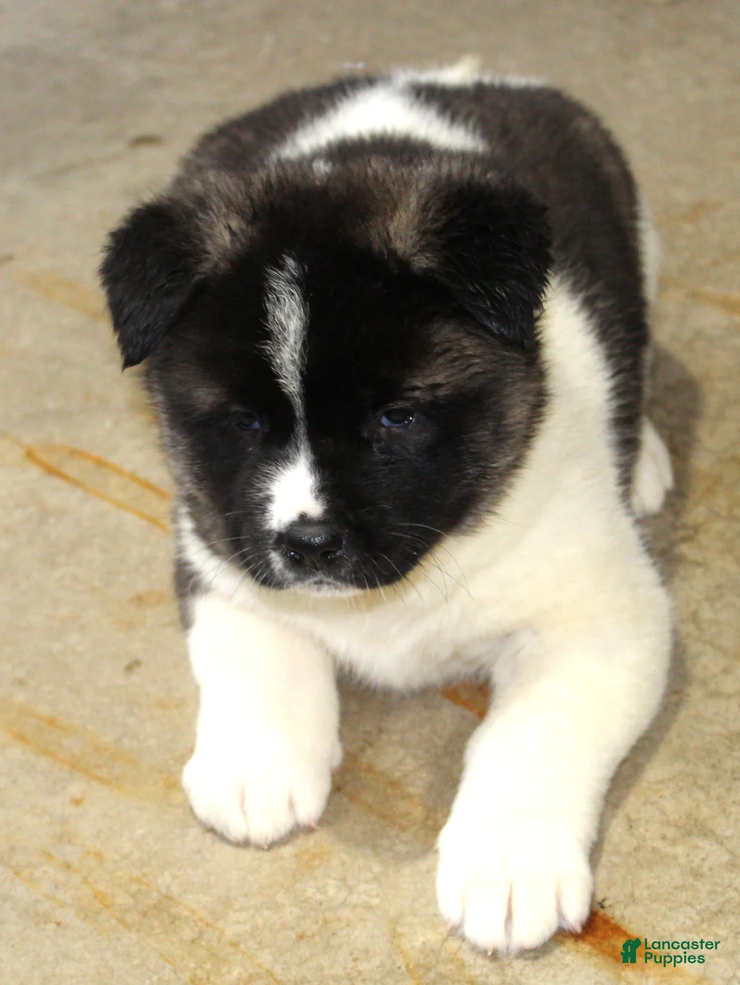 Akita dogs for sale: Dolley - Ad 1