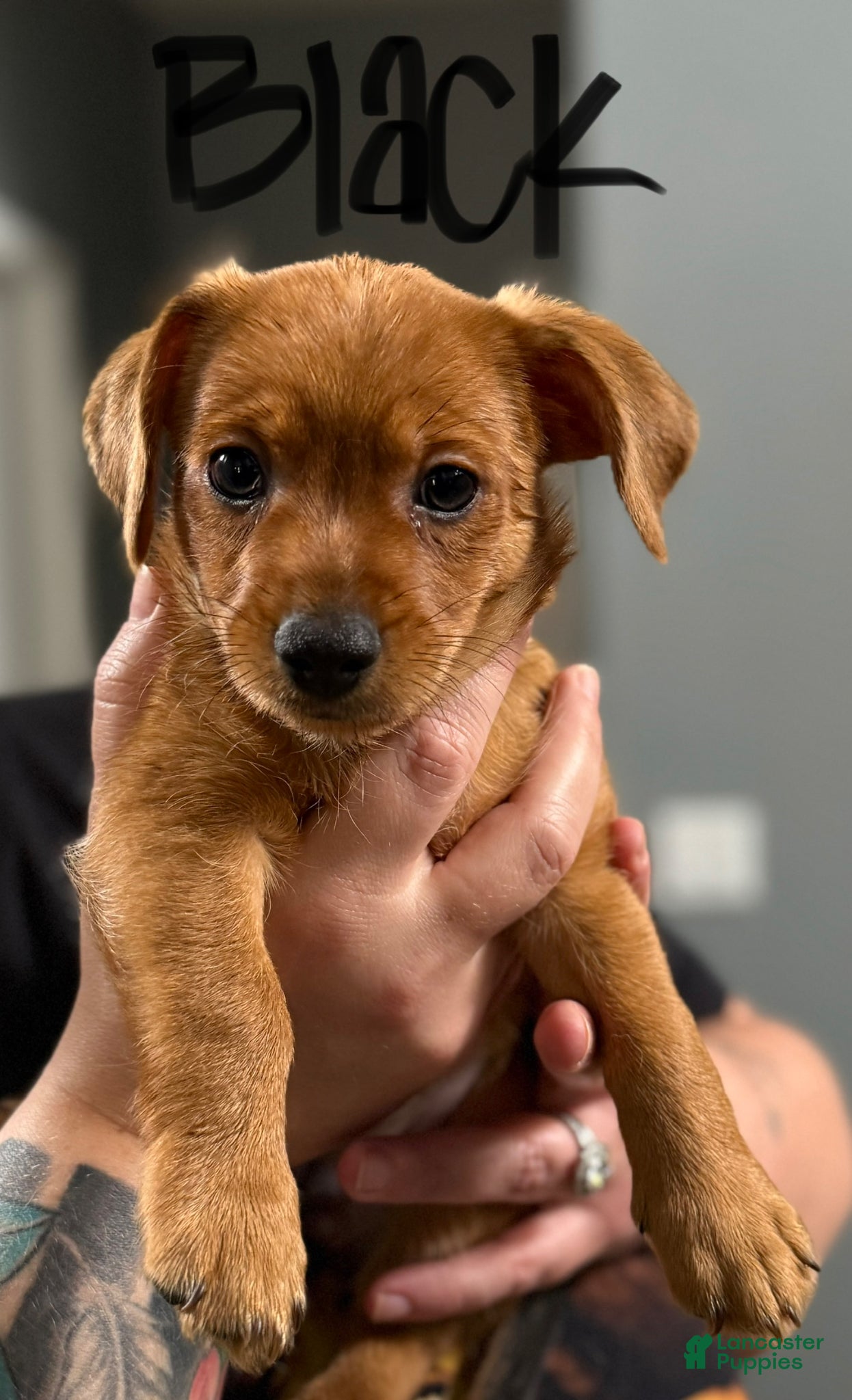 Mixed Breed dogs Mixed Breed Puppy 1 - Ad 42
