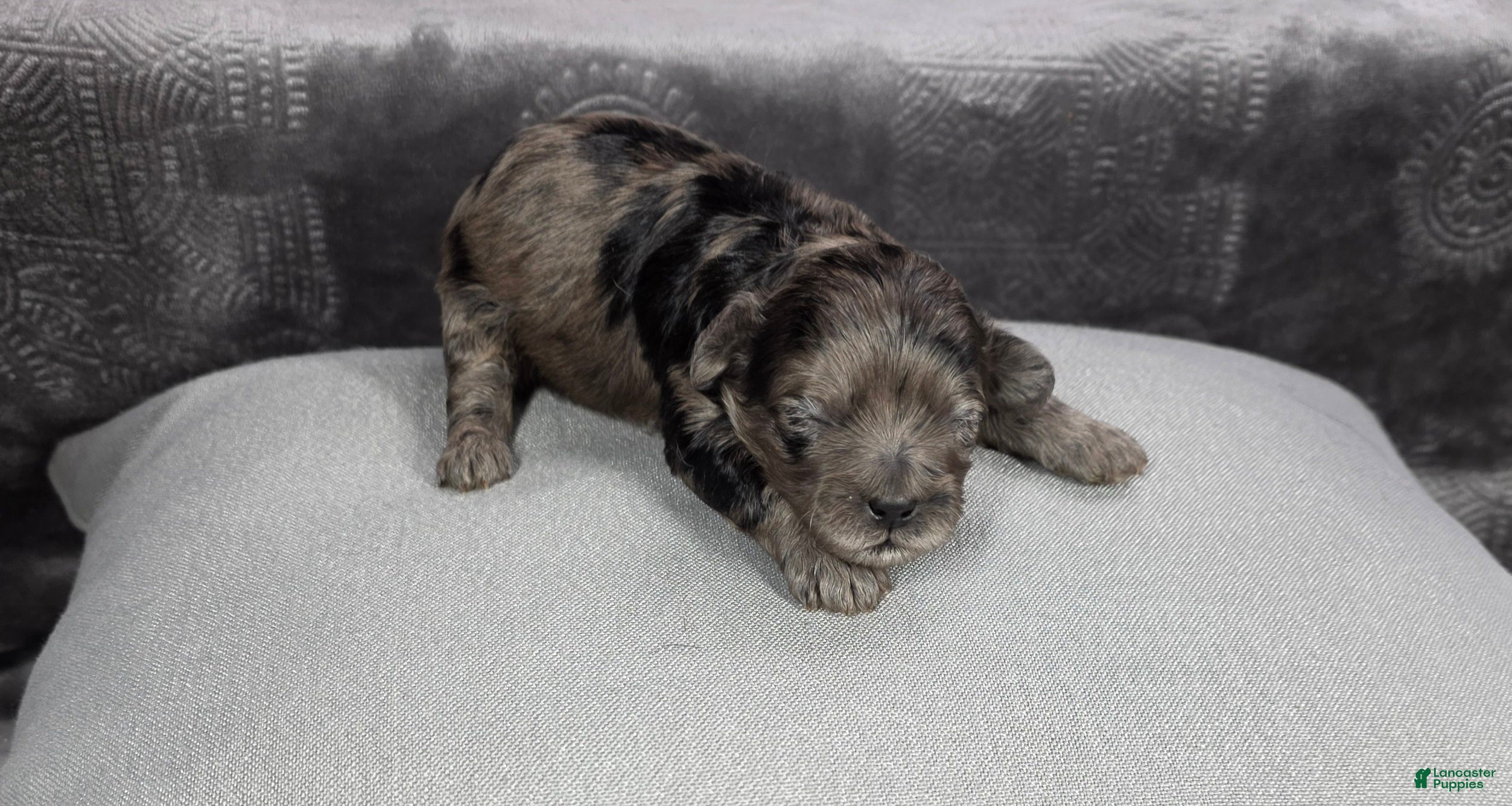Shihpoo dogs Shihpoo Puppy 1 - Ad 28