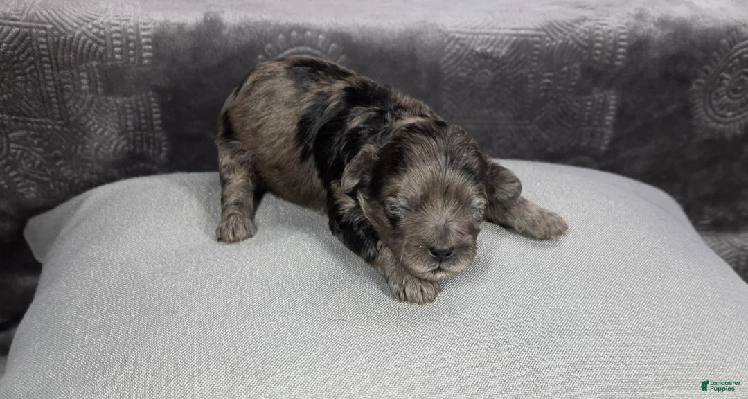 Shihpoo dogs for sale: Shihpoo Puppy 1 - Ad 1
