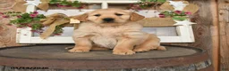 Golden Retriever dogs for sale: Layden - Ad 1