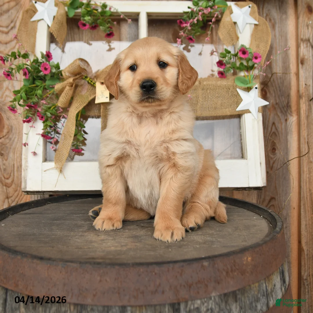 Golden Retriever dogs for sale: Layden - Ad 1