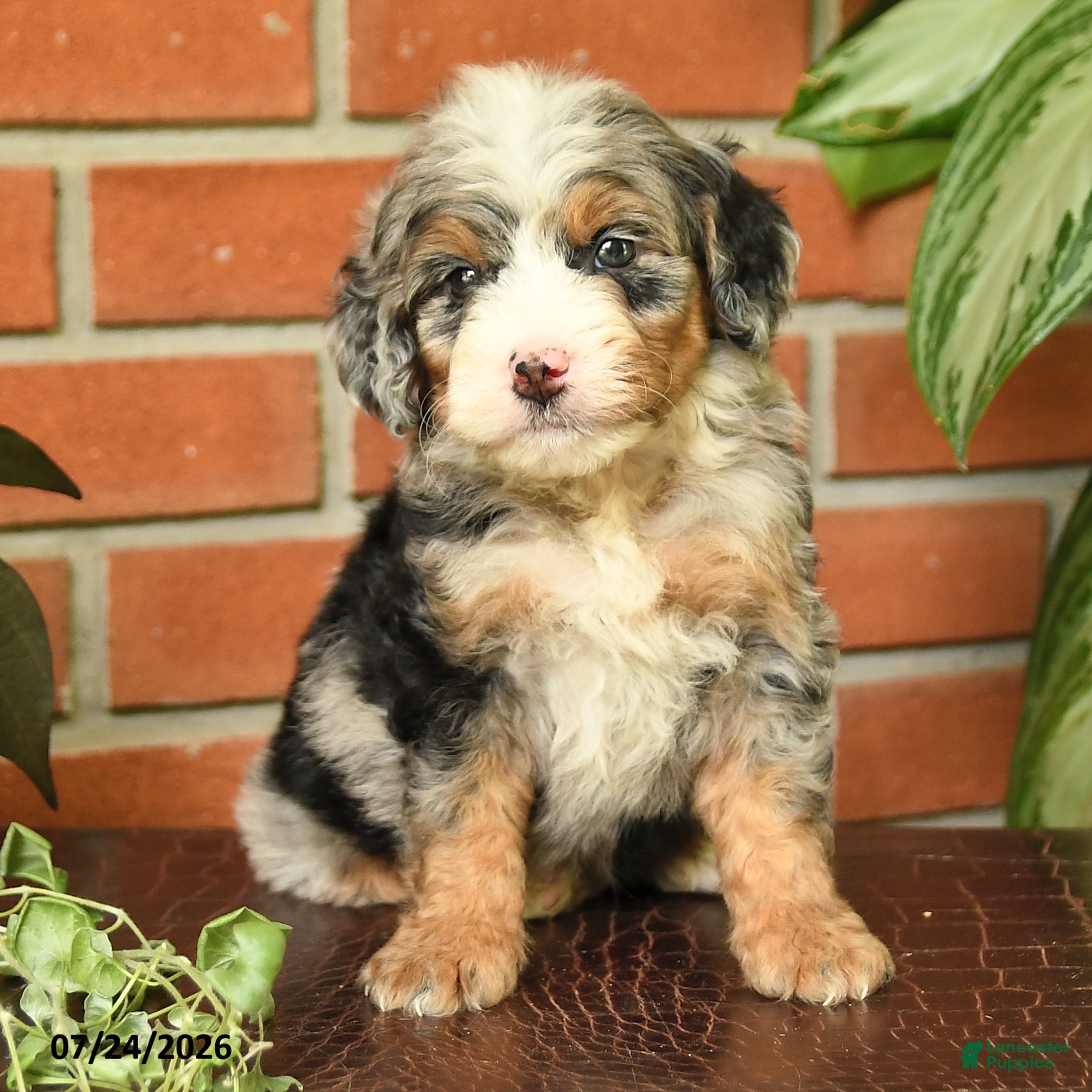 Bernedoodle dogs Jessie - Ad 2