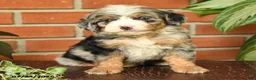 Bernedoodle dogs for sale: Jessie - Ad 2
