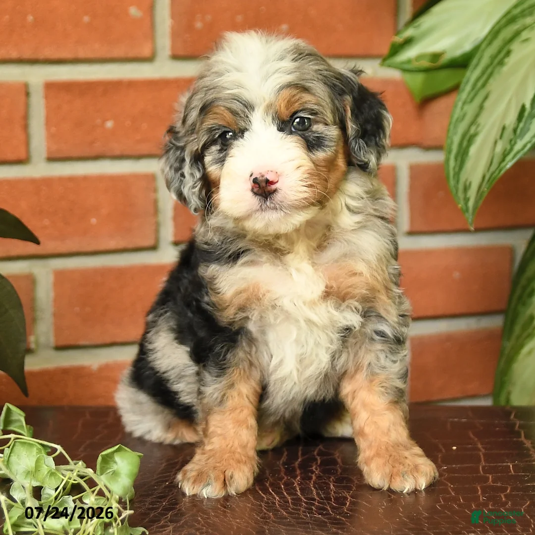 Bernedoodle dogs for sale: Jessie - Ad 2