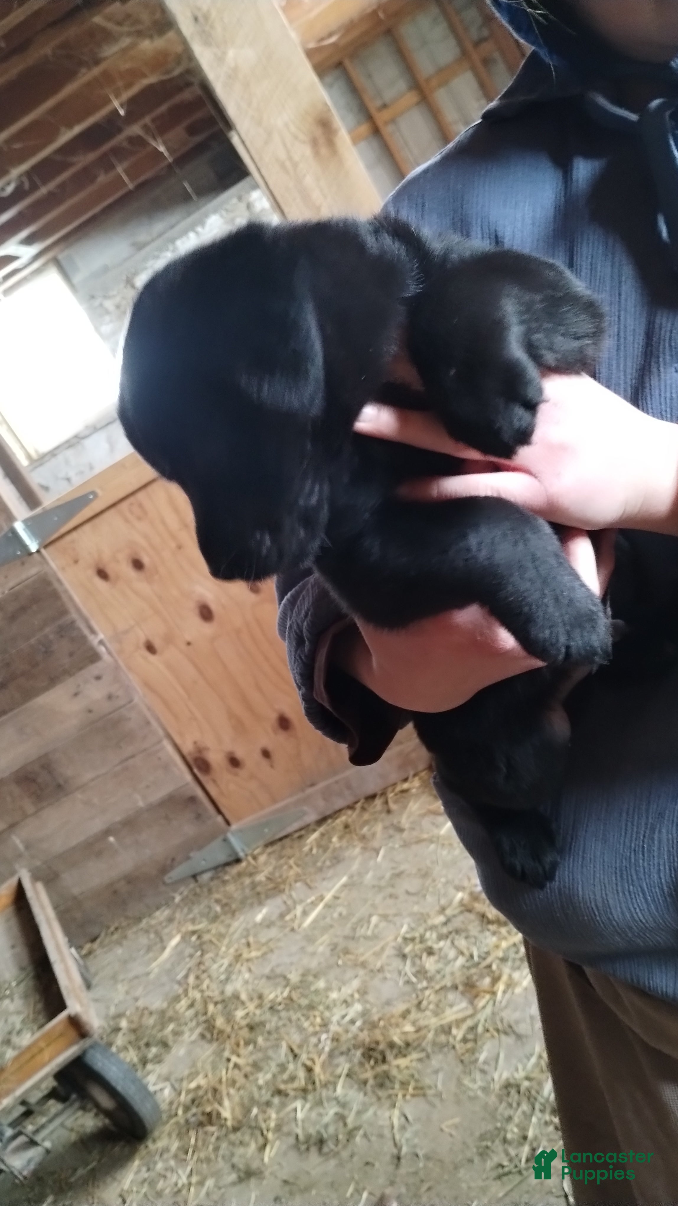 Mixed Breed dogs Buster - Ad 2