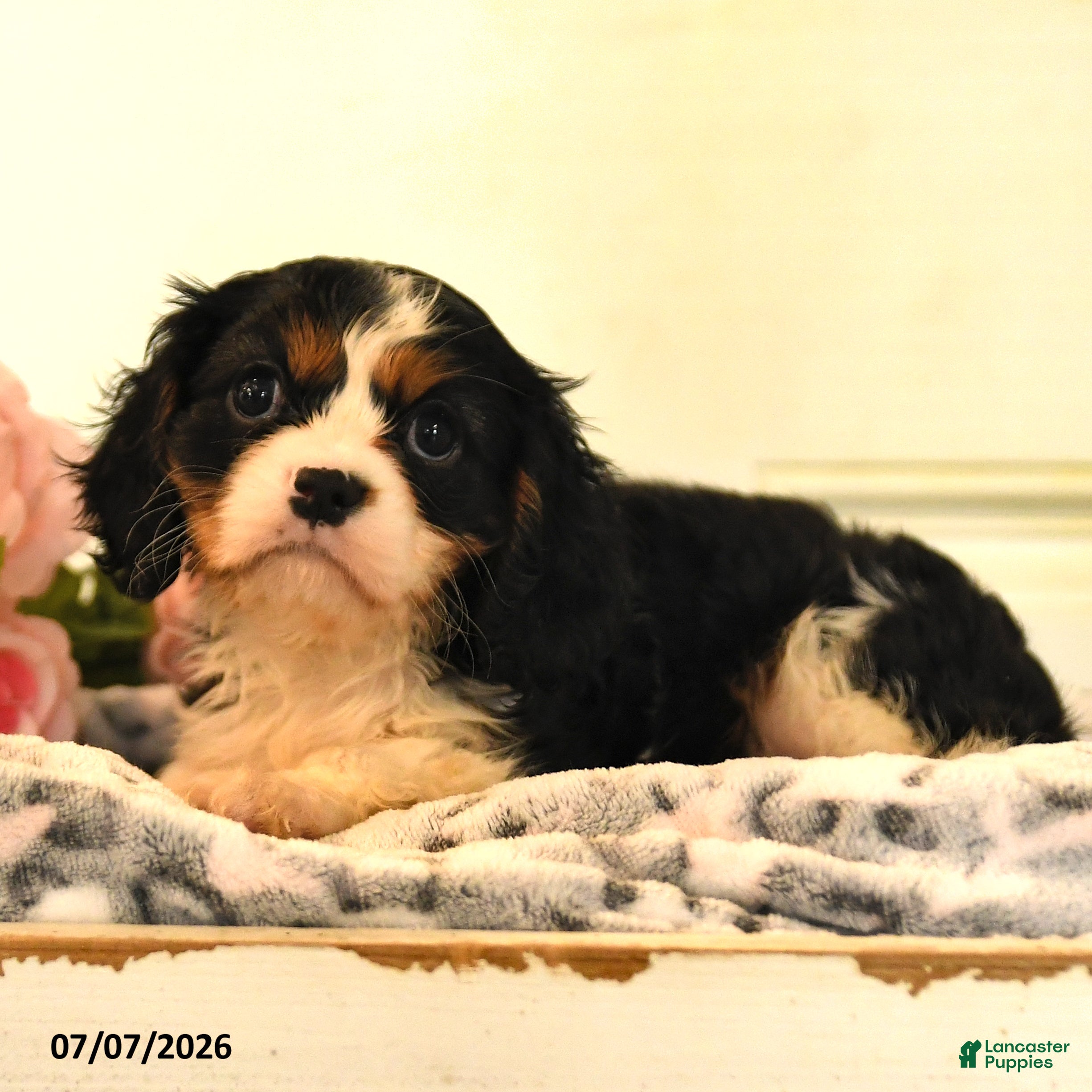 Cavalier King Charles Spaniel dogs Leslie - Ad 1