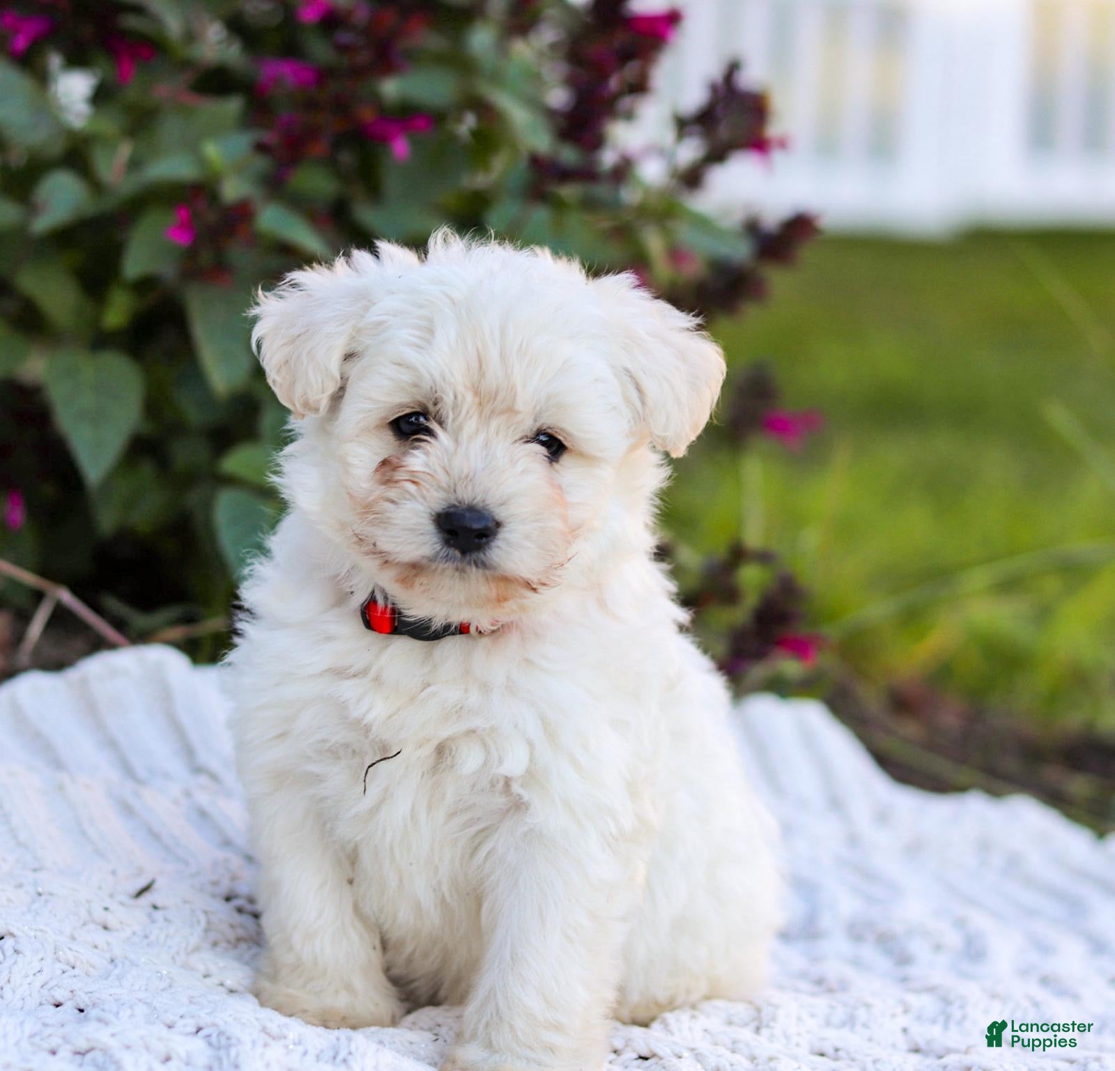 Mixed Breed dogs Pixel - Ad 1