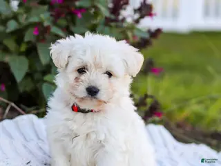 Mixed Breed dogs Pixel - Ad 1