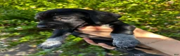 Mixed Breed dogs for sale: Red - Ad 6